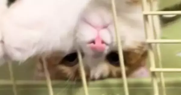 ハンモックでくつろぐ猫→『独特な体勢』で……「ナマケモノ見たのかなｗ」「なんちゅう格好ｗ」思わず笑ってしまう瞬間に反響