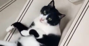階段で『出待ち』していたネコ…飼い主が通り過ぎた瞬間に始まった『まさかの遊び』に２万いいね「可愛すぎるｗ」「どうみても液体」