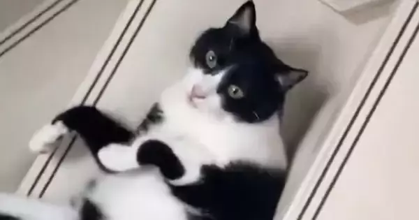階段で『出待ち』していたネコ…飼い主が通り過ぎた瞬間に始まった『まさかの遊び』に２万いいね「可愛すぎるｗ」「どうみても液体」