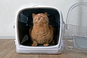 『元外猫』を室内で飼い始めるときのポイント4つ　お家に慣れさせるコツや外に出たがるときの対処法も