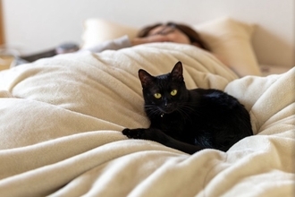 猫が人の『布団を奪ってくる』理由4選　なぜ横取りするの？対策方法までご紹介