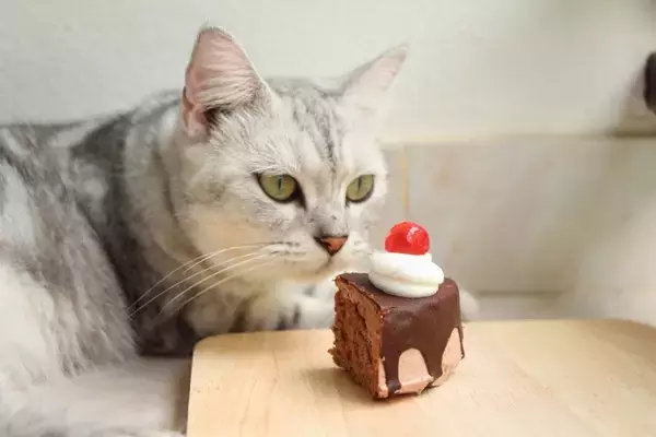 猫に食べさせてはいけない『人のお菓子』3つ　命に関わる恐れも？誤飲した場合の対処法まで