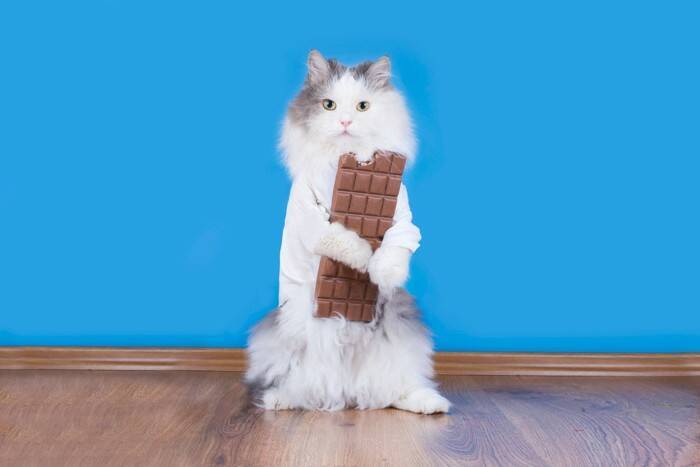 猫に食べさせてはいけない『人のお菓子』3つ　命に関わる恐れも？誤飲した場合の対処法まで