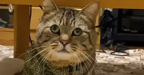 飼い主さんを噛んでしまった猫→叱られた結果…まさかの『可愛すぎる光景』が767万再生「なんか言ってるわって顔ｗ」「大爆笑した」