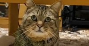 飼い主さんを噛んでしまった猫→叱られた結果…まさかの『可愛すぎる光景』が767万再生「なんか言ってるわって顔ｗ」「大爆笑した」