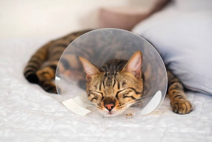 子猫が『1歳を迎えるまで』にすべきこと6つ　成長に合わせた時期の目安まで解説