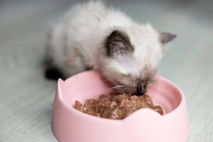 子猫が『1歳を迎えるまで』にすべきこと6つ　成長に合わせた時期の目安まで解説