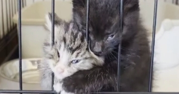 ケージの中からごはんの催促をする子猫→顔を押しつけすぎた結果…『衝撃の表情』が87万再生「変顔で気を引こうとｗ」「怖いｗ」