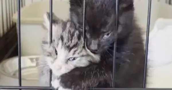 ケージの中からごはんの催促をする子猫→顔を押しつけすぎた結果…『衝撃の表情』が87万再生「変顔で気を引こうとｗ」「怖いｗ」