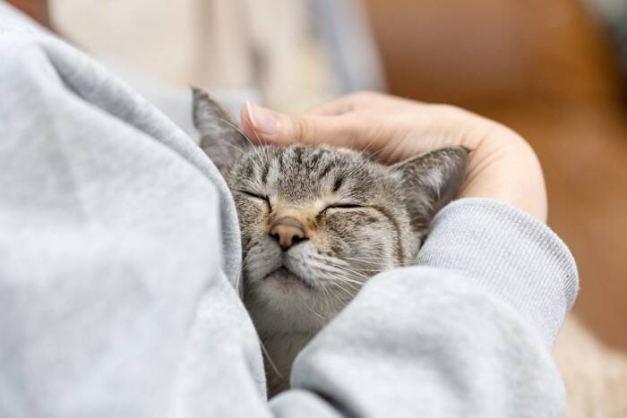 猫が飼い主の『服の中』に入りたがる理由3つ　安心できるサイン？上手な接し方まで