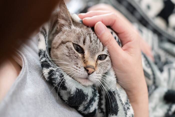 猫が飼い主の『服の中』に入りたがる理由3つ　安心できるサイン？上手な接し方まで