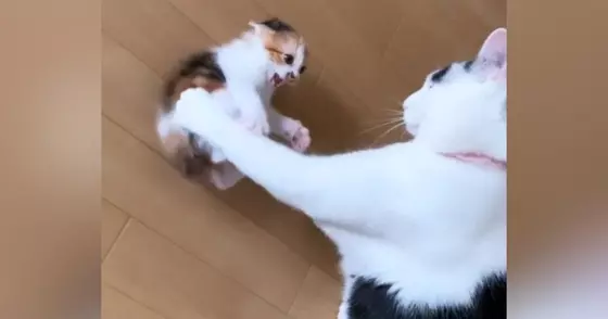 出会って5日の『先住猫と子猫』→ケンカしていると思ったら……ほっこりする光景が40万再生「優しい世界」「面倒見がいいんだね」と反響