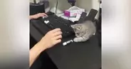 リップクリームを『絶対に倒したい猫』vs『絶対に立てたい人間』…爆笑の攻防戦が21万再生「永遠に続きそうｗ」「かわいいが溢れてるｗ」