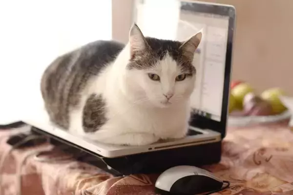 猫があなたにする『困るけど憎めない行動』5選　無邪気な仕草をみせるワケや接し方のコツまで
