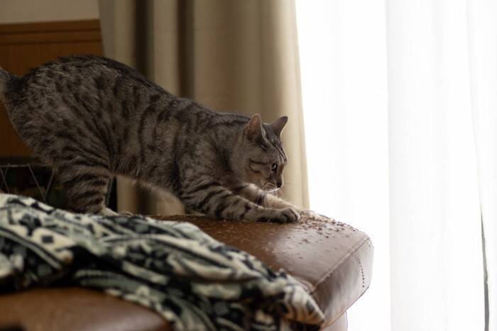 猫があなたにする『困るけど憎めない行動』5選　無邪気な仕草をみせるワケや接し方のコツまで
