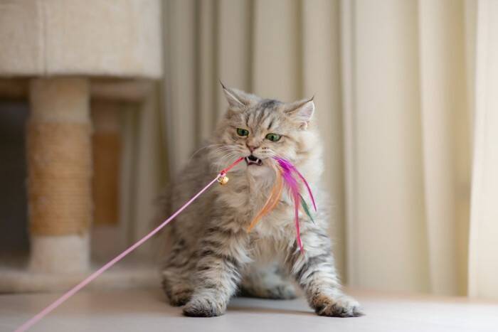 猫があなたにする『困るけど憎めない行動』5選　無邪気な仕草をみせるワケや接し方のコツまで
