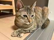 猫の手が『クロス』しているときの理由4つ　隠されている心理や組む位置で異なる意味まで