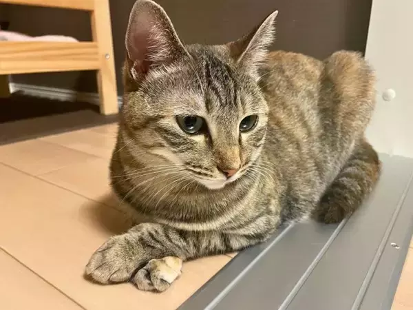猫の手が『クロス』しているときの理由4つ　隠されている心理や組む位置で異なる意味まで
