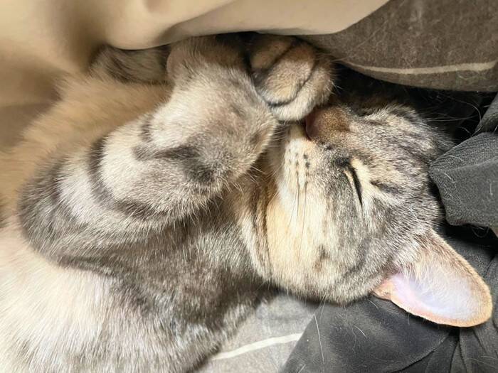 猫の手が『クロス』しているときの理由4つ　隠されている心理や組む位置で異なる意味まで