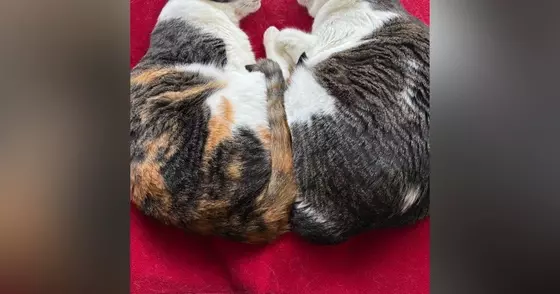 『とっても仲良しな2匹の猫』が一緒に眠っているところを見ると…完璧に『シンクロした瞬間』に反響「超絶癒されたｗ」「めっちゃかわいい」