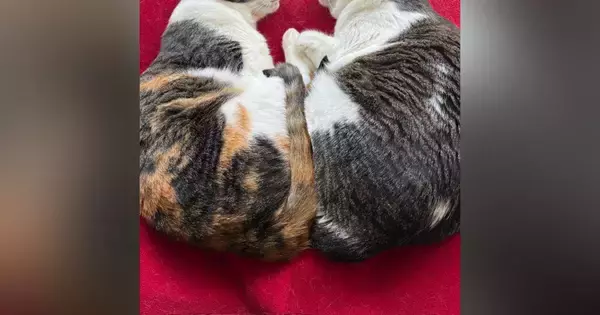 『とっても仲良しな2匹の猫』が一緒に眠っているところを見ると…完璧に『シンクロした瞬間』に反響「超絶癒されたｗ」「めっちゃかわいい」