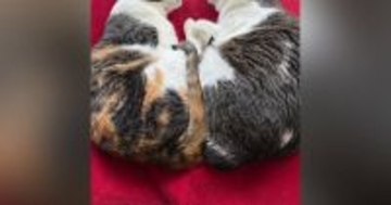 『とっても仲良しな2匹の猫』が一緒に眠っているところを見ると…完璧に『シンクロした瞬間』に反響「超絶癒されたｗ」「めっちゃかわいい」