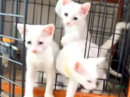 真っ白な３匹の子猫→朝ご飯を用意してあげると…ずっと見ていたくなる『尊い光景』に「キャラ濃すぎｗ」「ご飯より遊びたいんだね」と反響