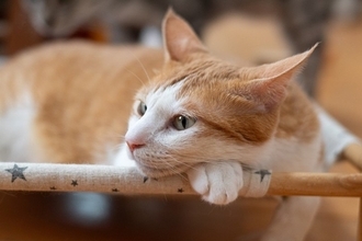 猫が『イカ耳』をするときの心理3つ　気持ちを見分けるコツや接するときの注意点