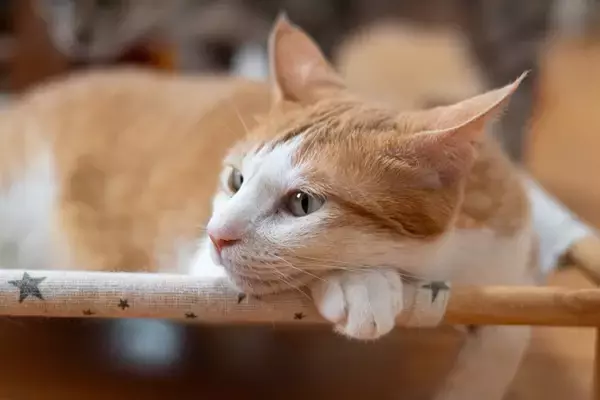 猫が『イカ耳』をするときの心理3つ　気持ちを見分けるコツや接するときの注意点