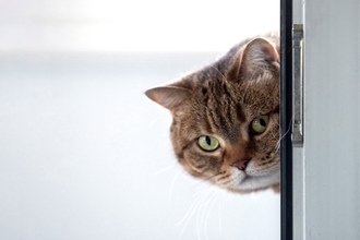 猫があなたを『覗き見』しているときの理由4選　物陰から覗く心理や見られているときの対処法まで