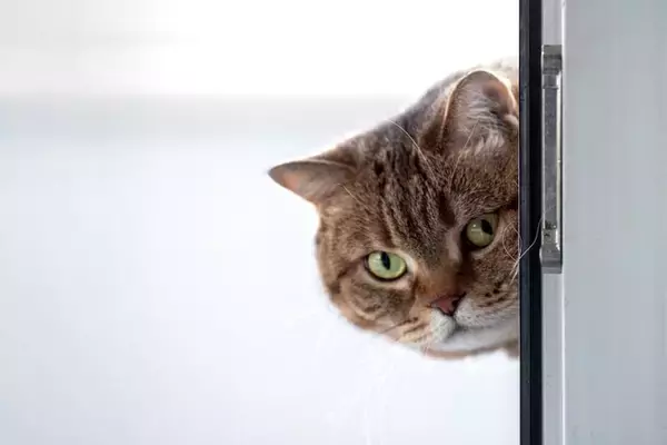 猫があなたを『覗き見』しているときの理由4選　物陰から覗く心理や見られているときの対処法まで