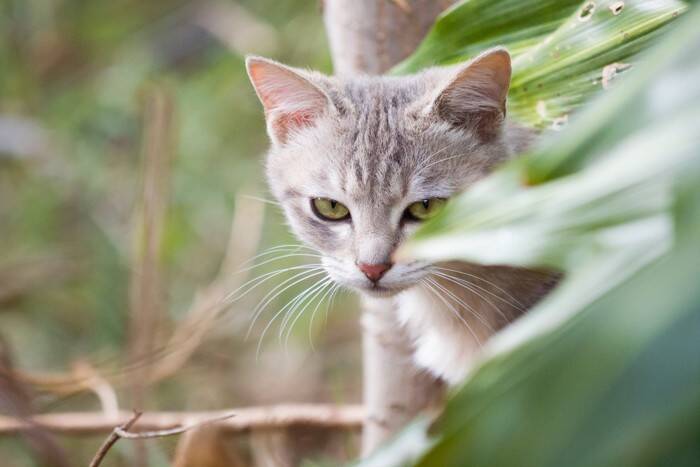 猫があなたを『覗き見』しているときの理由4選　物陰から覗く心理や見られているときの対処法まで