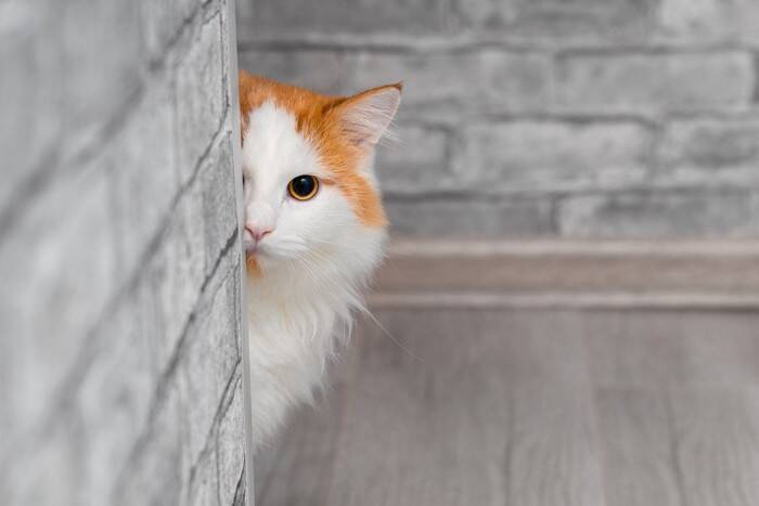 猫があなたを『覗き見』しているときの理由4選　物陰から覗く心理や見られているときの対処法まで
