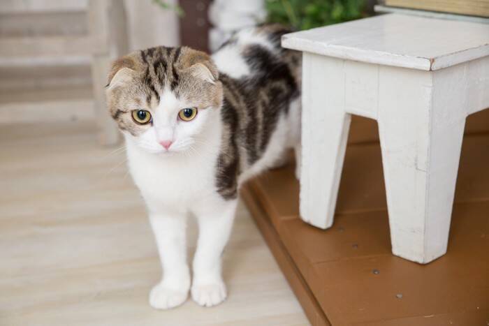 猫があなたを『覗き見』しているときの理由4選　物陰から覗く心理や見られているときの対処法まで