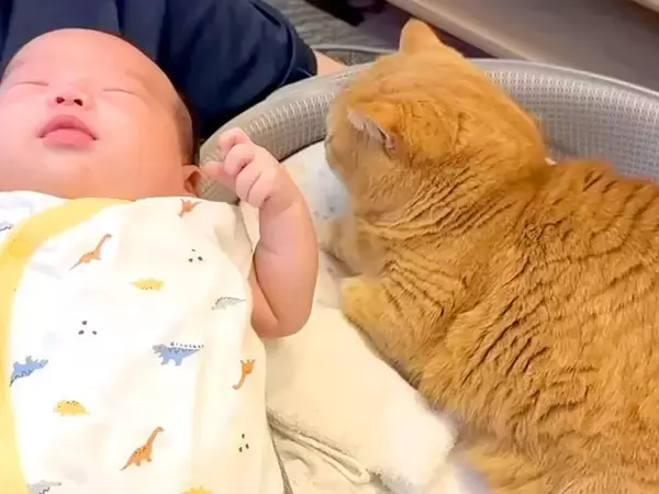 赤ちゃんのベッドで『くつろぎ始めた猫』→赤ちゃんを隣に寝かせてみたら…尊すぎる瞬間が25万再生「夢の共演や」「最強コンビ誕生」