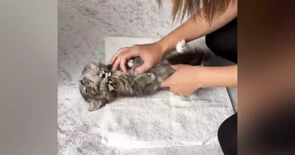 タオルの上に寝かされる子猫→タオルで包んでみると……『可愛すぎる光景』に癒される人が続出「されるがままｗ」「大人しすぎるｗ」
