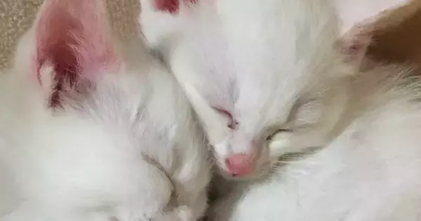 保護された『子猫の姉妹』を家族に迎えた結果→４か月後…見違えるビフォーアフターが13万表示「美しく育ったね」「真っ白も可愛いなぁ」