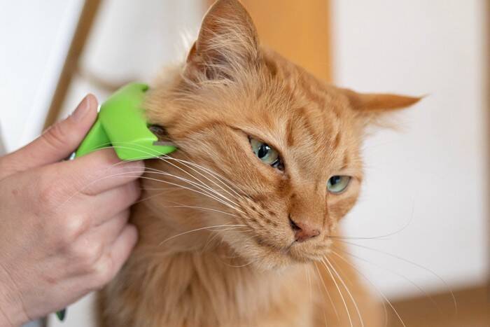 モフモフで人気の『長毛猫種』4選　それぞれの特徴やお世話のポイントもご紹介