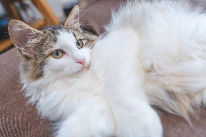 モフモフで人気の『長毛猫種』4選　それぞれの特徴やお世話のポイントもご紹介