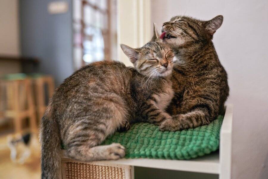 「毛づくろい」を利用して自分の欲望を達成する猫たち…同居猫への平和的で賢い行動が明らかに　ベルギーの研究