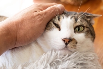 猫を不快な気持ちにさせる『NGな愛情表現』5選　愛しているのに嫌われる？やってはいけない理由も解説