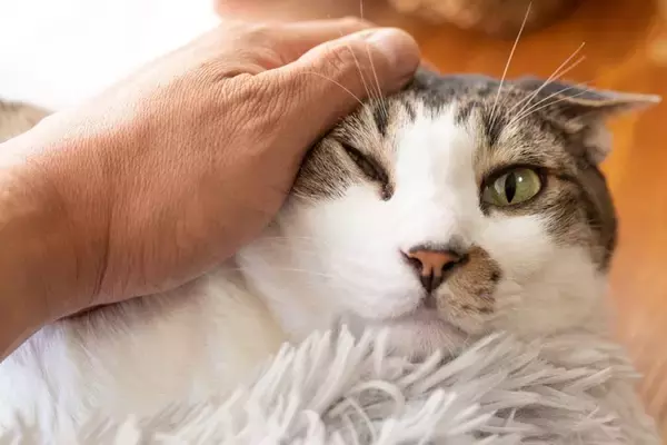 猫を不快な気持ちにさせる『NGな愛情表現』5選　愛しているのに嫌われる？やってはいけない理由も解説