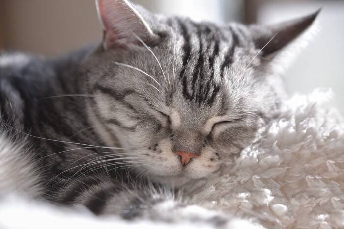 猫を不快な気持ちにさせる『NGな愛情表現』5選　愛しているのに嫌われる？やってはいけない理由も解説