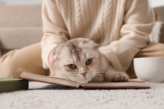 【研究で判明】猫の信頼は「予測可能な飼い主」が育てる！“安定した行動の重要性”を獣医が解説