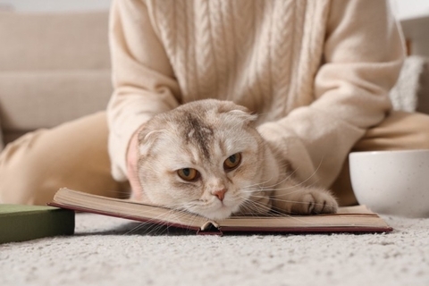 【研究で判明】猫の信頼は「予測可能な飼い主」が育てる！“安定した行動の重要性”を獣医が解説