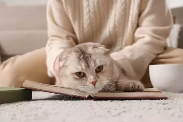 【研究で判明】猫の信頼は「予測可能な飼い主」が育てる！“安定した行動の重要性”を獣医が解説