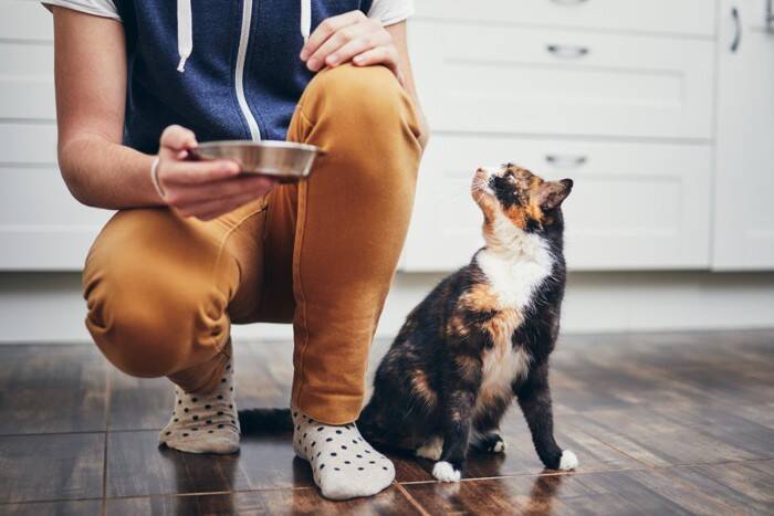 【研究で判明】猫の信頼は「予測可能な飼い主」が育てる！“安定した行動の重要性”を獣医が解説