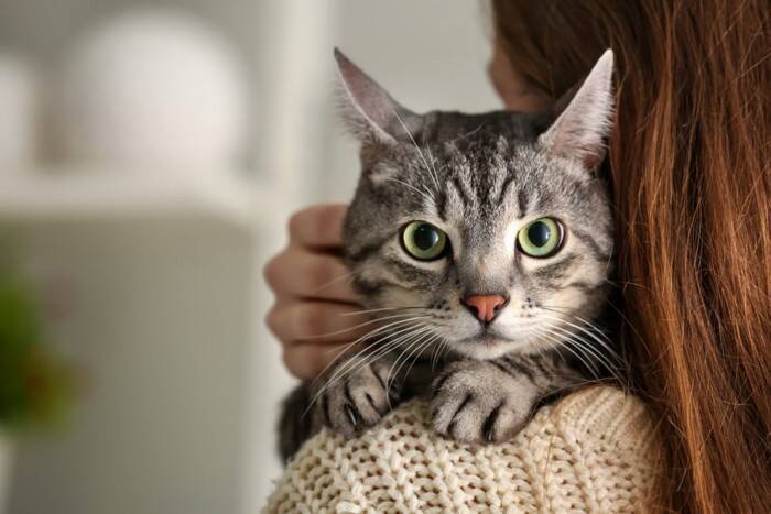 【研究で判明】猫の信頼は「予測可能な飼い主」が育てる！“安定した行動の重要性”を獣医が解説