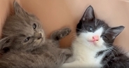 家に来て『1日目の子猫たち』→飼い主が少し近づいてみると…まさかの可愛すぎる行動に「とりあえずやっとく感」「めっちゃシンクロ」と反響