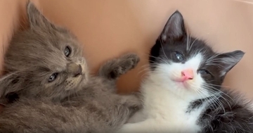 家に来て『1日目の子猫たち』→飼い主が少し近づいてみると…まさかの可愛すぎる行動に「とりあえずやっとく感」「めっちゃシンクロ」と反響